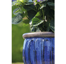 Modrý kvetináč osadený hortenziami