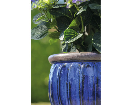 Modrý kvetináč osadený hortenziami