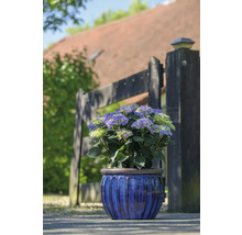 Hortenzia v modrom kvetináči pred záhradným plotom.