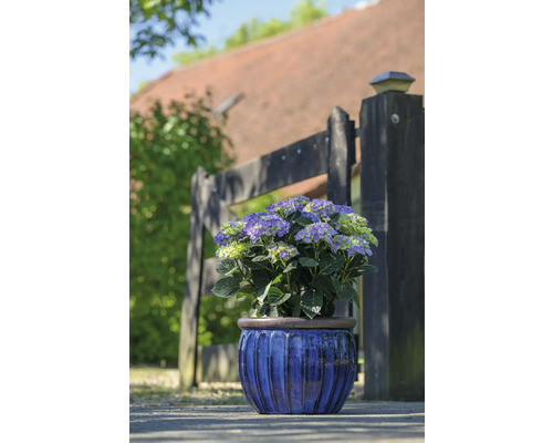 Hortenzia v modrom kvetináči pred záhradným plotom.