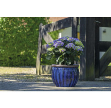 Hortenzia v kvetináči pred dreveným plotom