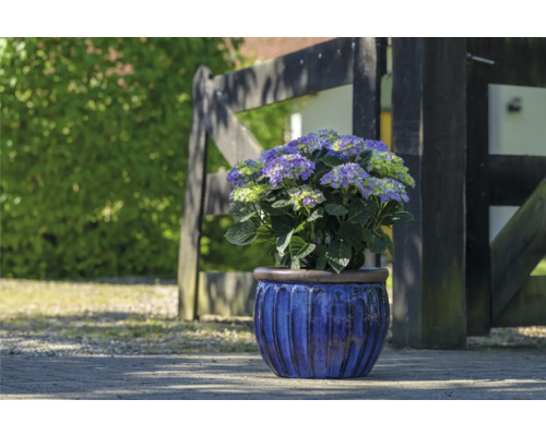 Hortenzia v kvetináči pred dreveným plotom