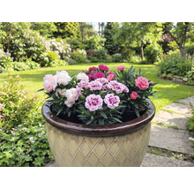 Kvetináč s viacfarebnými karafiátmi v záhrade.