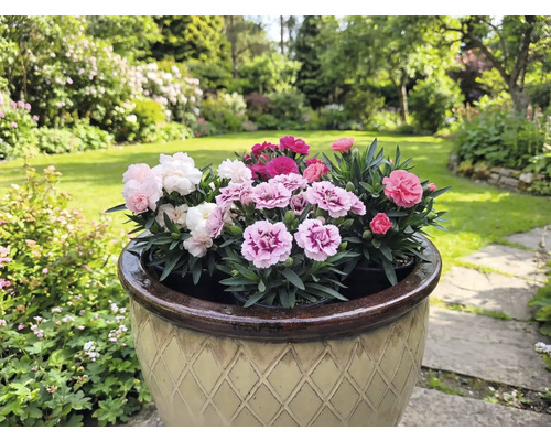 Kvetináč s viacfarebnými karafiátmi v záhrade.