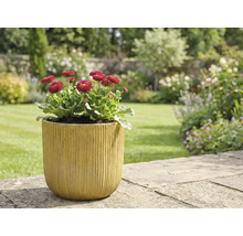 Záhradná scéna so sedmokráskami v kvetináči