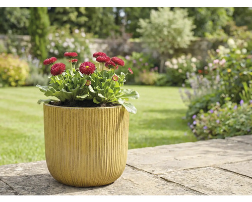 Záhradná scéna so sedmokráskami v kvetináči