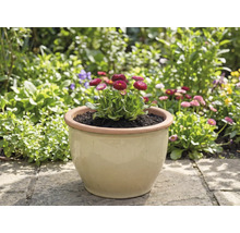 Nádoba so sedmokráskami v záhrade