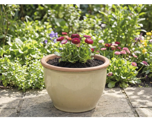 Nádoba so sedmokráskami v záhrade