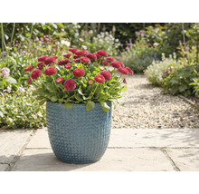 Červené sedmokrásky v modrom kvetináči v záhrade