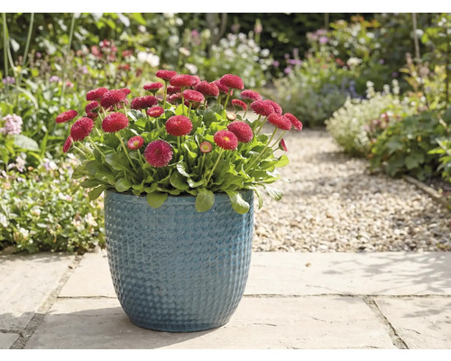 Červené sedmokrásky v modrom kvetináči v záhrade