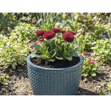 Sedmokrásky v kvetináči v záhrade