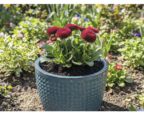 Sedmokrásky v kvetináči v záhrade