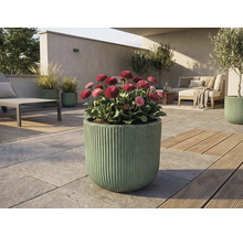 Vonkajší priestor s kvitnúcimi margarétkami v ryhovanom kvetináči