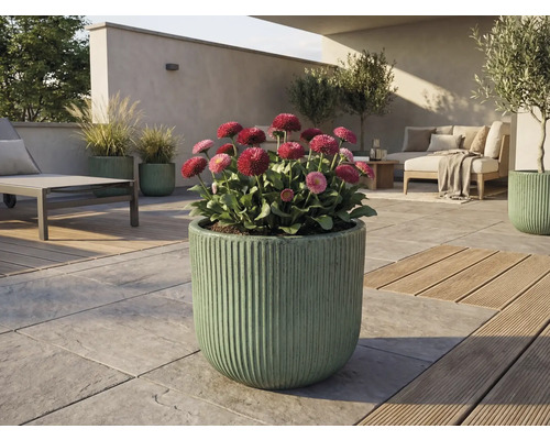 Vonkajší priestor s kvitnúcimi margarétkami v ryhovanom kvetináči