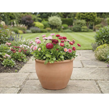 Pohľad do záhrady so sedmokráskami v kvetináči na kamennom chodníku