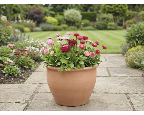 Pohľad do záhrady so sedmokráskami v kvetináči na kamennom chodníku