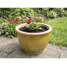 Keramický kvetináč so sedmokráskami v záhrade