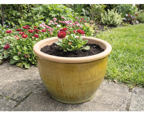 Keramický kvetináč so sedmokráskami v záhrade