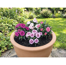 Kvetináč osadený rôznymi karafiátmi v záhrade.