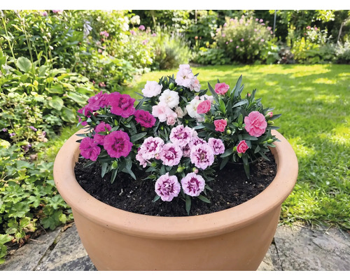 Kvetináč osadený rôznymi karafiátmi v záhrade.