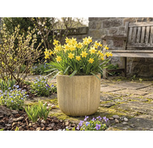 Žlté narcisy v kvetináči v záhrade.