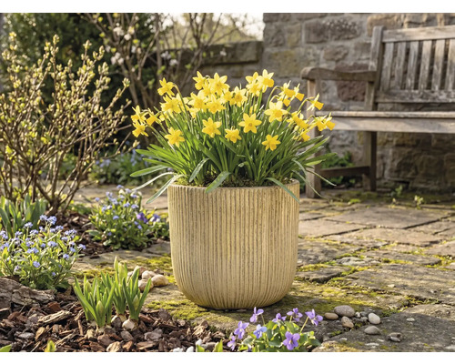 Žlté narcisy v kvetináči v záhrade.