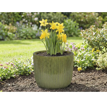 Žlté narcisy v kvetináči v záhrade.