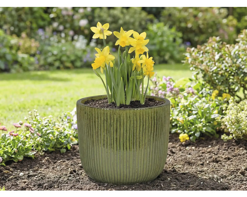 Žlté narcisy v kvetináči v záhrade.