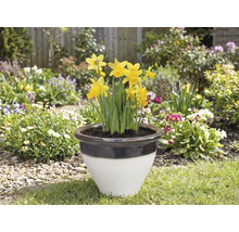 Narcisy v kvetináči na záhrade.