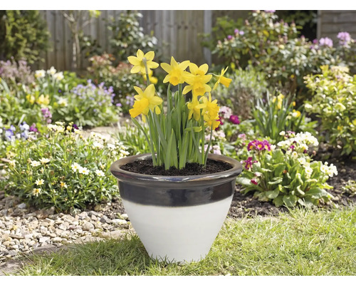 Narcisy v kvetináči na záhrade.