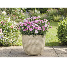 Klinčeky v kvetináči v záhrade.