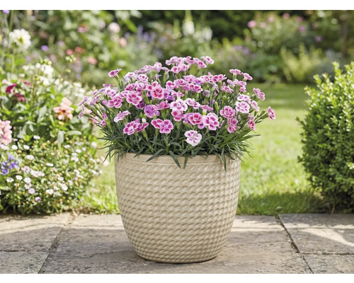 Klinčeky v kvetináči v záhrade.