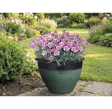 Klinčeky v kvetináči v záhrade.