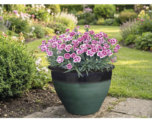 Klinčeky v kvetináči v záhrade.