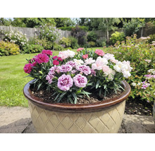 Kvetináč s farebnými klinčekmi v záhrade