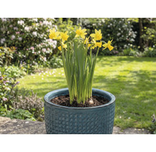 Žlté narcisy v kvetináči v záhrade.