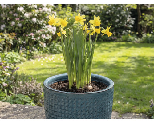 Žlté narcisy v kvetináči v záhrade.