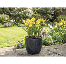 Žlté narcisy v štruktúrovanom kvetináči v záhrade.