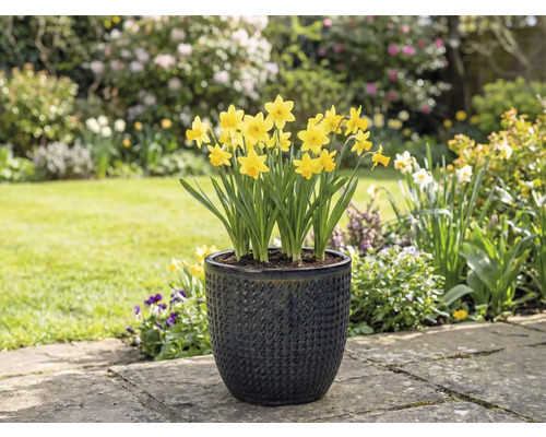 Žlté narcisy v štruktúrovanom kvetináči v záhrade.