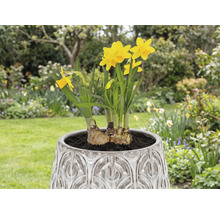 Narcisy v kvetináči v záhrade.