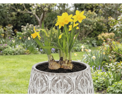 Narcisy v kvetináči v záhrade.