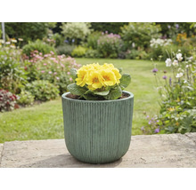 Žltá prvosienka v kvetináči v záhrade