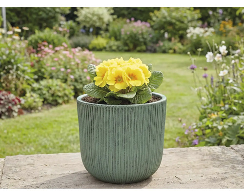 Žltá prvosienka v kvetináči v záhrade