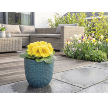 Žltá prvosienka v modrom kvetináči na terase so záhradným nábytkom a kvetinovou záhradou