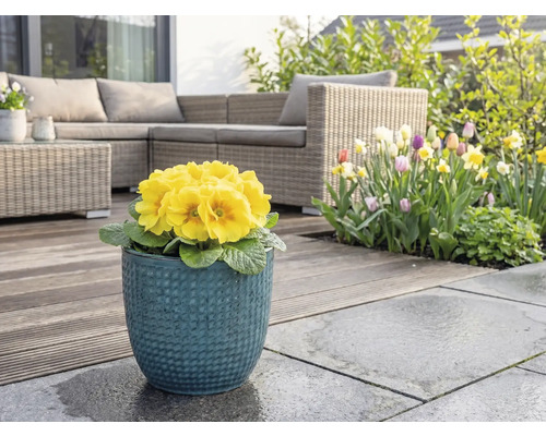 Žltá prvosienka v modrom kvetináči na terase so záhradným nábytkom a kvetinovou záhradou