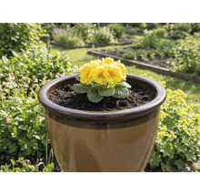 Žltá prvosienka v hnedom kvetináči v záhrade.