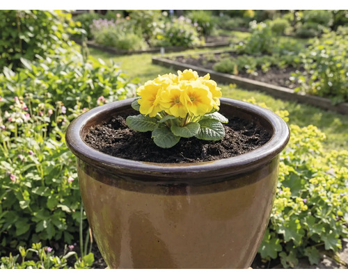 Žltá prvosienka v hnedom kvetináči v záhrade.