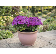 Kvetináč s fialovými kvetmi na terase