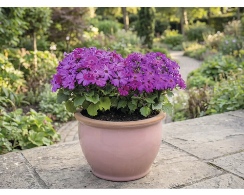 Kvetináč s fialovými kvetmi na terase