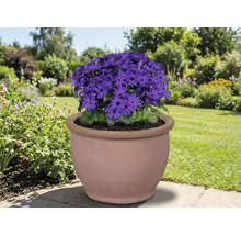 Modrá kvetina v terakotovej nádobe v záhrade.